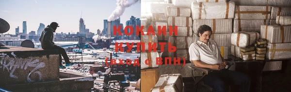 прущие грибы Новозыбков